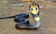 King Cobra Caught in Lahore Sabzazaar H Block By Rescue 1122 on 27 May 2016