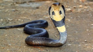 King Cobra Caught in Lahore Sabzazaar H Block By Rescue 1122 on 27 May 2016