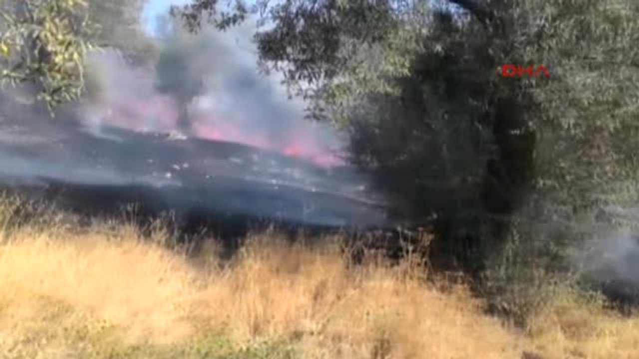 İzmir'deki Yangında 30 Dönümlük Zeytinlik Alan Kül Oldu