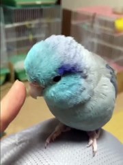 Une perruche a peur d'un visage sur un doigt