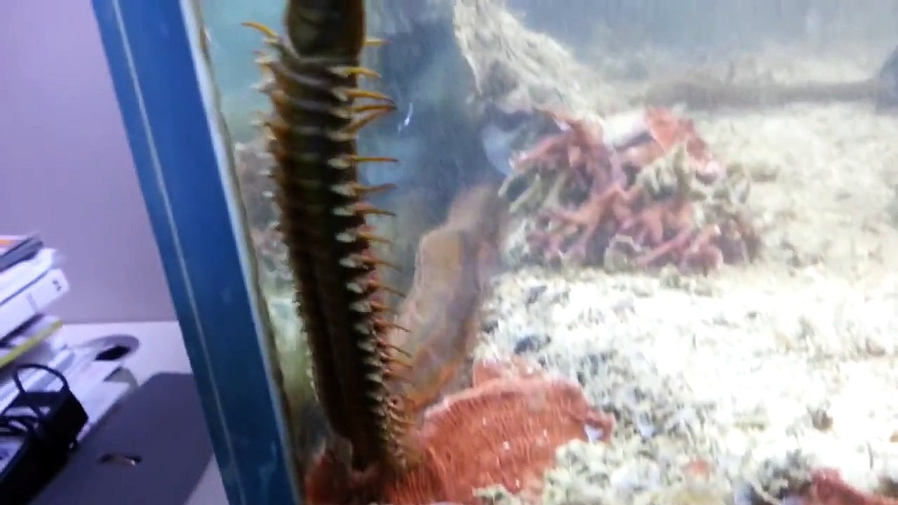 Regardez ce qu'il a découvert en nettoyant son aquarium... Terrifiant!