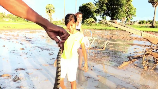 Creative Girls Catch Water Snake and a lot of Snails in the Rice Field