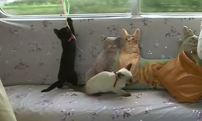 Unik, Kereta Ini Tak Hanya Berisi Manusia, tapi Kucing