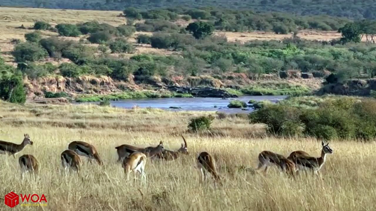Amazing Baboons Save Impala From Cheetah Attack In Africa.