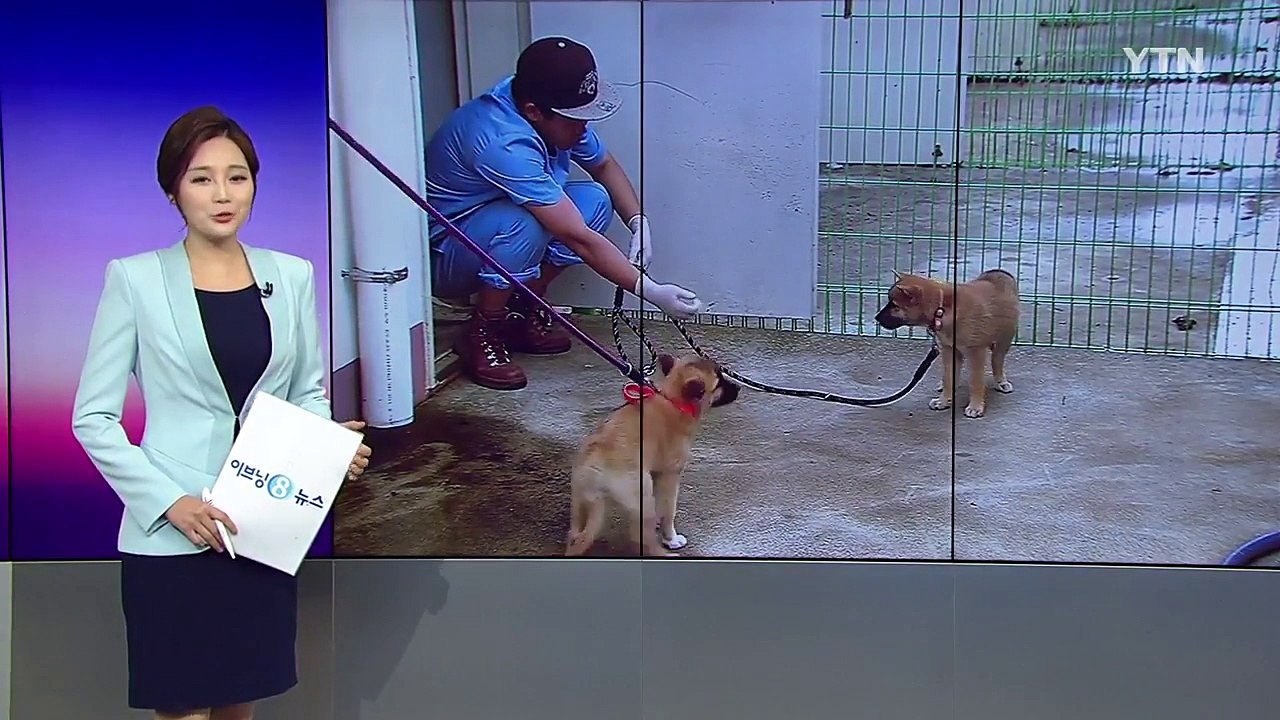 제주개 분양 인기... 찬반 엇갈려 / YTN