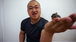 [도깨비]미로에 갇힌 쥐는 탈출에 성공할수 있을까??(놀라운 결과 ㅎㄷㄷ)