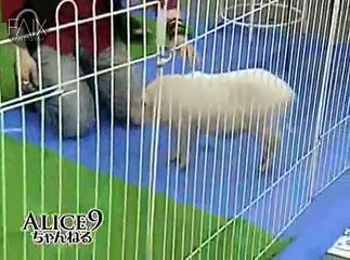 [Sub-Español] Alice9 Channel [2011-08-28] Patada de Penalty con un Mini Cerdo