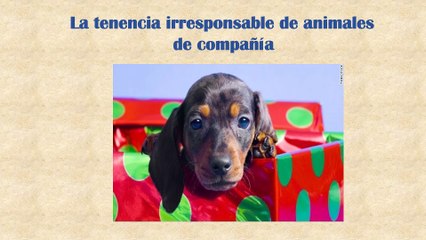 DERECHOS DE LOS ANIMALES EN SITUACION DE CALLE