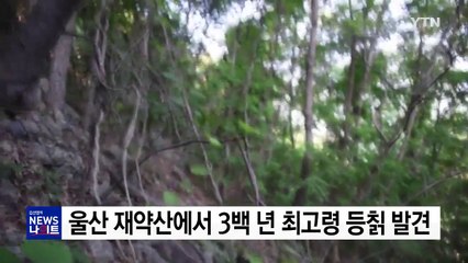 울산 재약산에서 3백 년 최고령 등칡 발견 / YTN