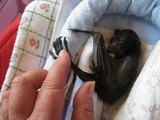 Tiny Baby Bat Reaches Out For Cuddles