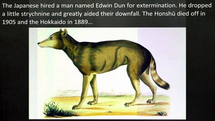 Top 10 EXTINCT ANIMALS Which May Be ALIVE