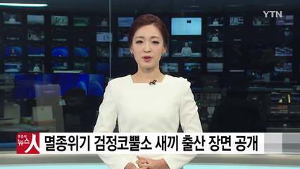 [영상] 멸종위기 '동부검정코뿔소' 새끼 출산 장면 공개 / YTN
