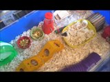 Buying Cute Dwarf Hamsters with my Sister!   their cage set-up!