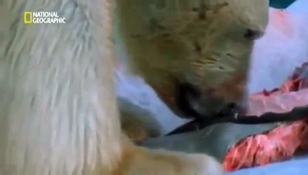 EL DEPREDADOR DEL ÁRTICO EL OSO POLAR - DOCUMENTALES 2017
