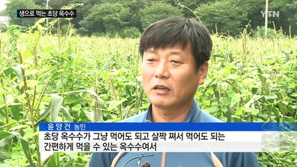 생으로 먹는 옥수수...초당 옥수수 새 소득 작물로 주목 / YTN