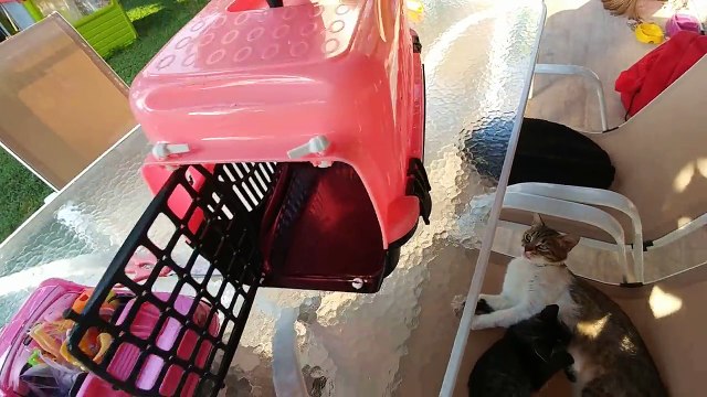 Kediciklerin 2. aşı zamanı geldi, eğlenceli çocuk videosu