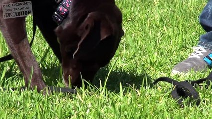 How to Train your Dog to Come When Called