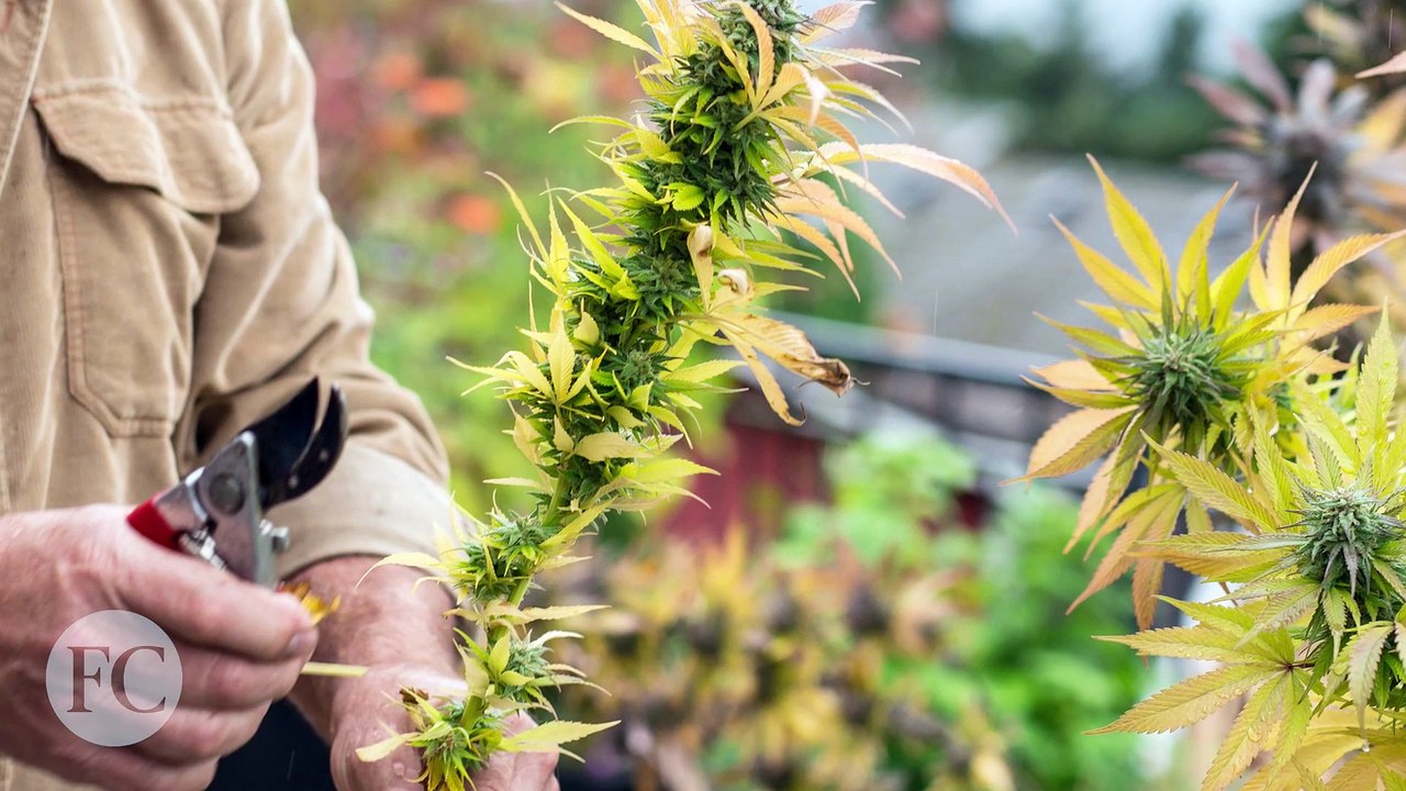 Marijuana Vape - Berdasarkan Healt & Wellness Company