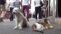 Taksim'de Kedi ve Köpek Dostluğu Görenleri Şaşırttı