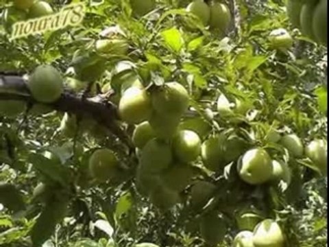 Bnet oudaden ******a tayri gmine aykane******