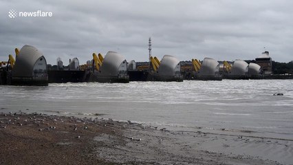 Seagull catches eel by the Thames