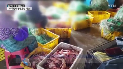 [현장24] 마구잡이 불법 포획 '대게 씨 마를라' / YTN