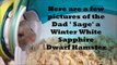 NEWBORN DWARF HAMSTERS!!!!!!!!!!!!!!!!!!!!!