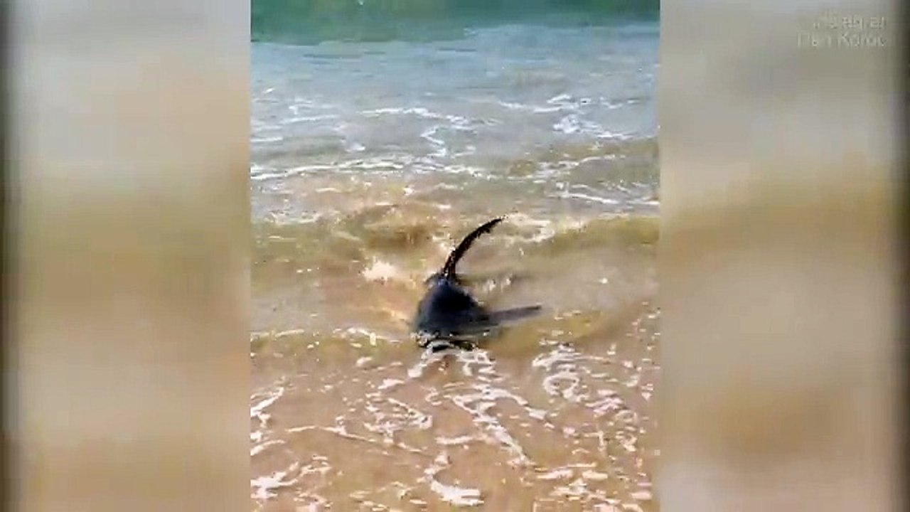 Live Shark washes up on Sydney Manly Beach
