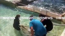 Beached shark at sydney Manly Beach rescued and put in pool