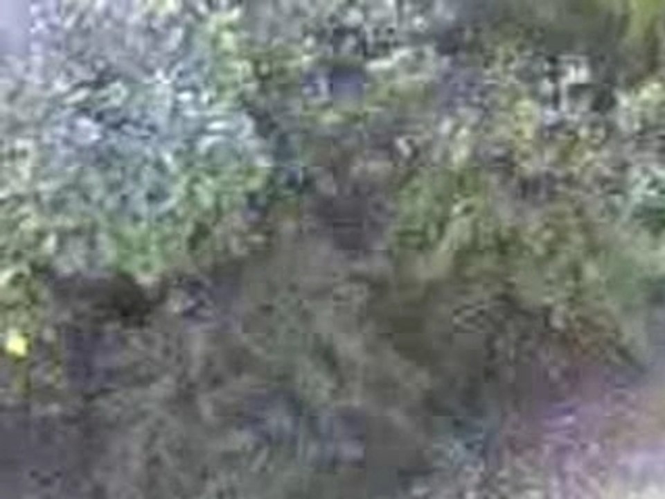 tarnos .