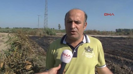Adana Anız Yangını Meyve Ağaçlarını Yaktı
