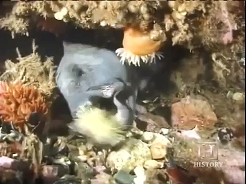 Monsters Of The Deep Blue Sea Shocking Documentary 2017 Must See !!