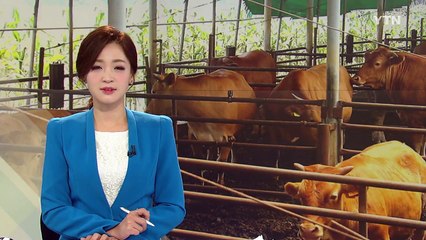 무더위에 가축들도 '헉헉'...축산 농가 비상 / YTN