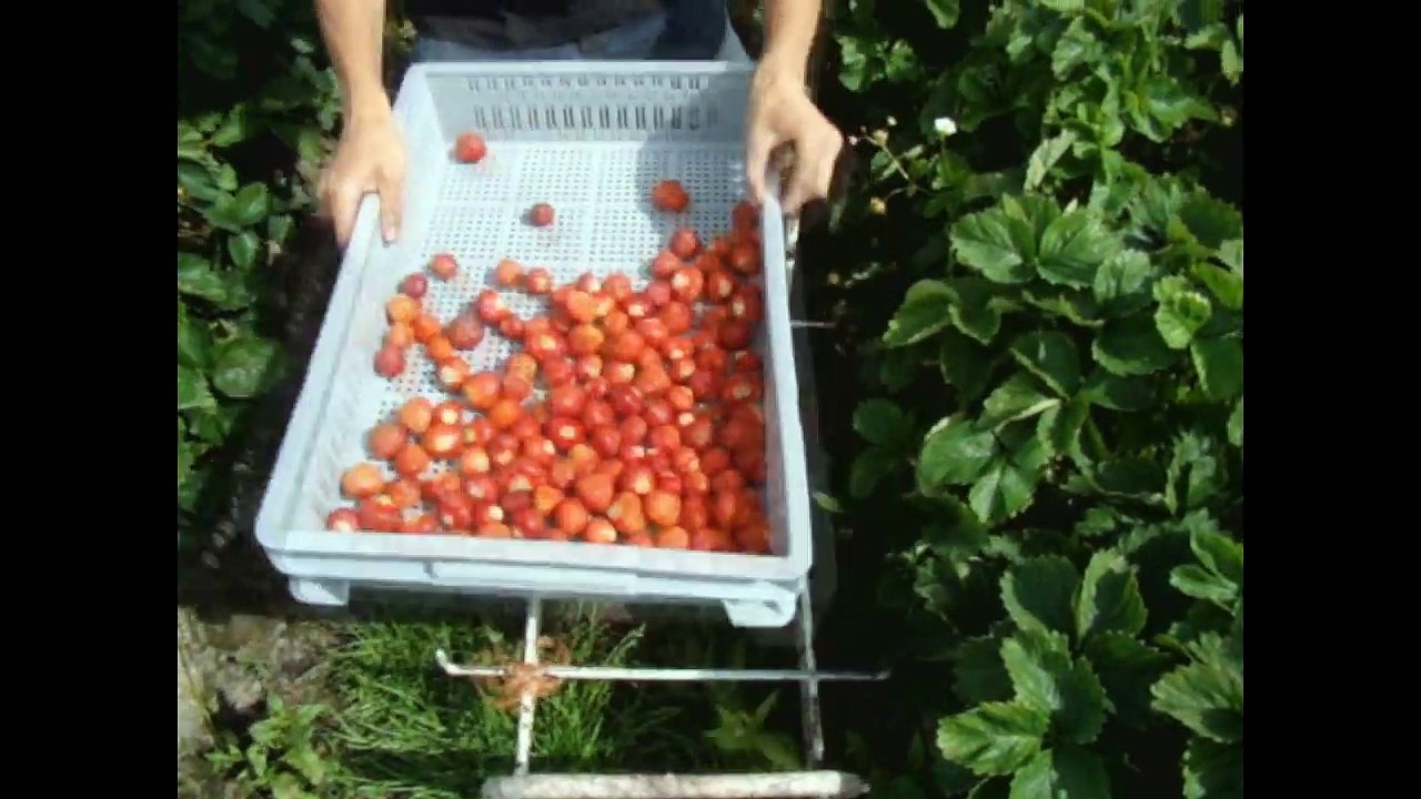 Как собирают клубнику в Финляндии