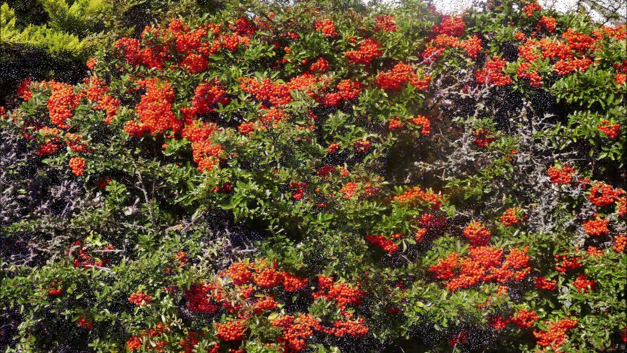 Fleurs du Morbihan (septembre 2017)