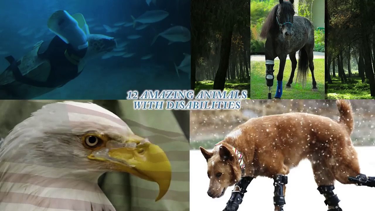 12 Amazing Animals with Disabilities