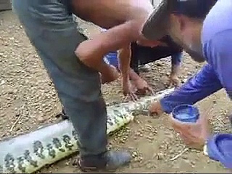 Devinez ce qui se trouve dans le ventre de ce serpent
