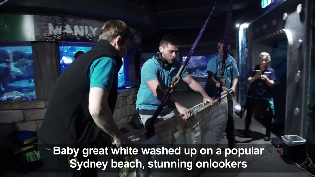 'Fluffy' the great white shark heads back to sea