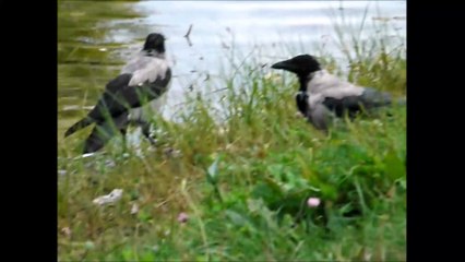 Вороны замачивают черствый хлеб. The ravens soaked stale bread