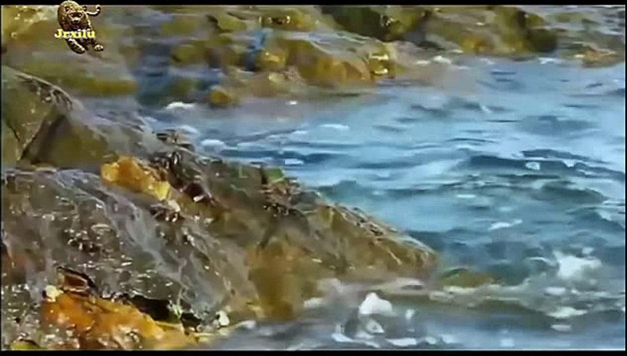Ataque Animal Caranguejo VS Polvo