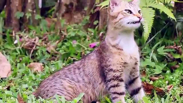 Flats in Thrissur | 1,2 & 3 bhk apartments in Thrissur