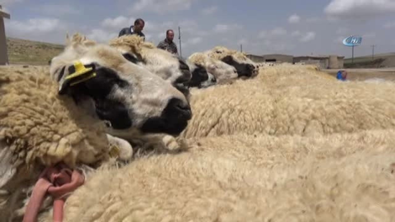 Türkiye'nin Et Açığını Küçükbaş Hayvancılık Kapatır"