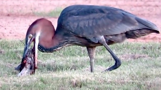 Un héron mange un gros poisson