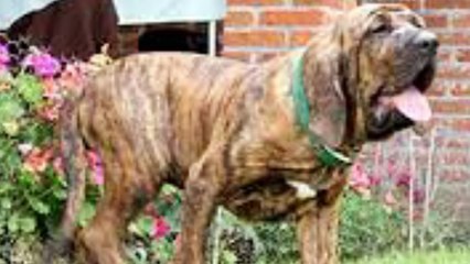 YASAKLANMIŞ AŞIRI VAHŞİ 5 KÖPEK IRKI