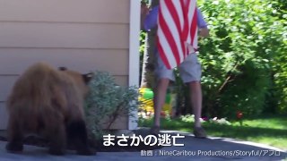 クマと庭で鉢合わせ…ピンチと思いきや