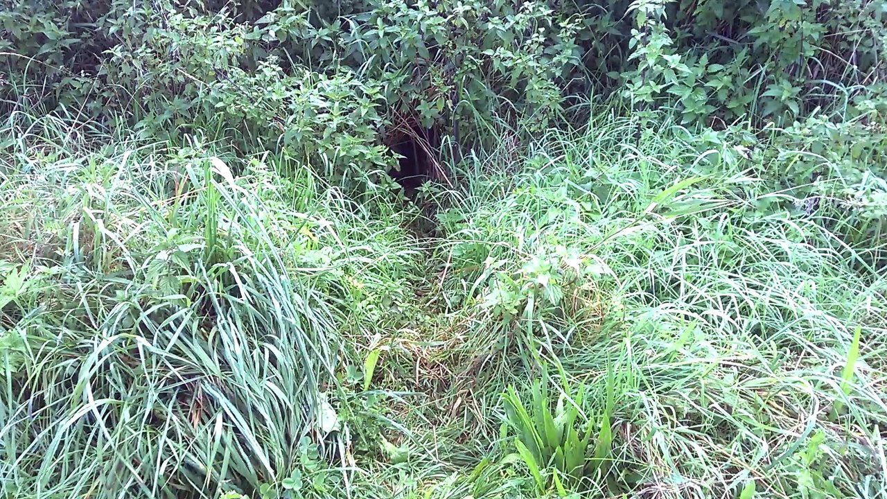 Dachs Wechsel und Dachsabort an einem Hang - video Dailymotion