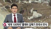 '전 세계 100마리' 뿔제비 갈매기 한국서 번식 / YTN