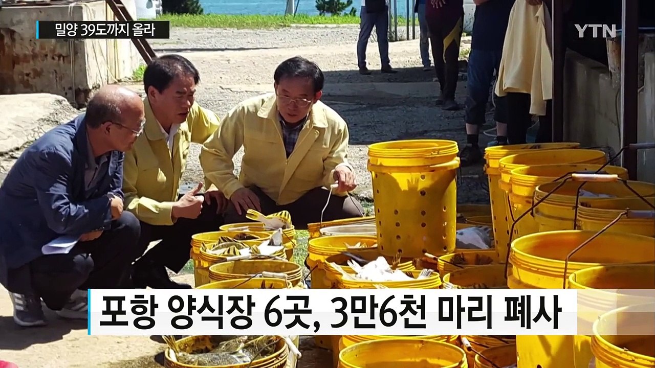 '밀양 39도' 전국이 '펄펄'...양식장 물고기 폐사 잇따라 / YTN