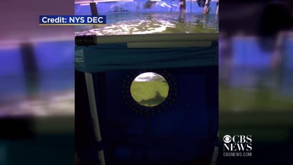 بالفيديو.. هل يمكنك أن تعيش مع أسماك القرش في المنزل!