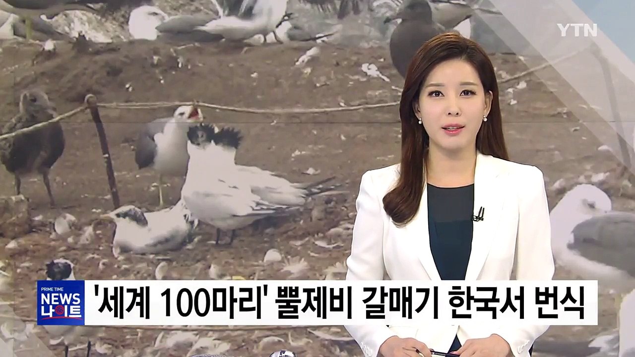 '전 세계 100마리' 뿔제비 갈매기 한국서 번식 / YTN